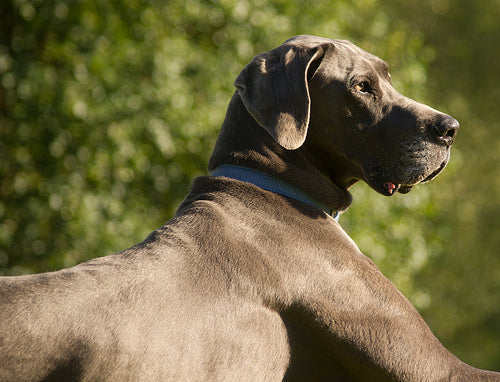 is it normal for puppies to look bloated