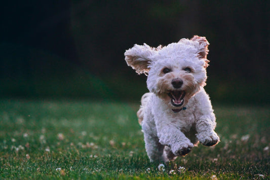 How to Keep My Dog Healthy: Food and Exercise Tips Every Owner Should Follow