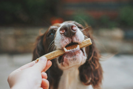 The Complete Guide to Organic Dog Treats: Why Quality Matters for Pet Health