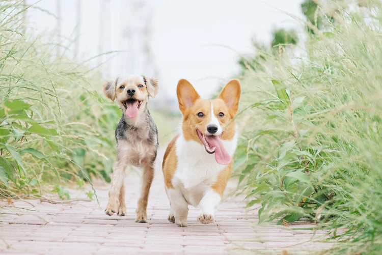What Are the Benefits of Fresh, Gently Cooked Dog Food?