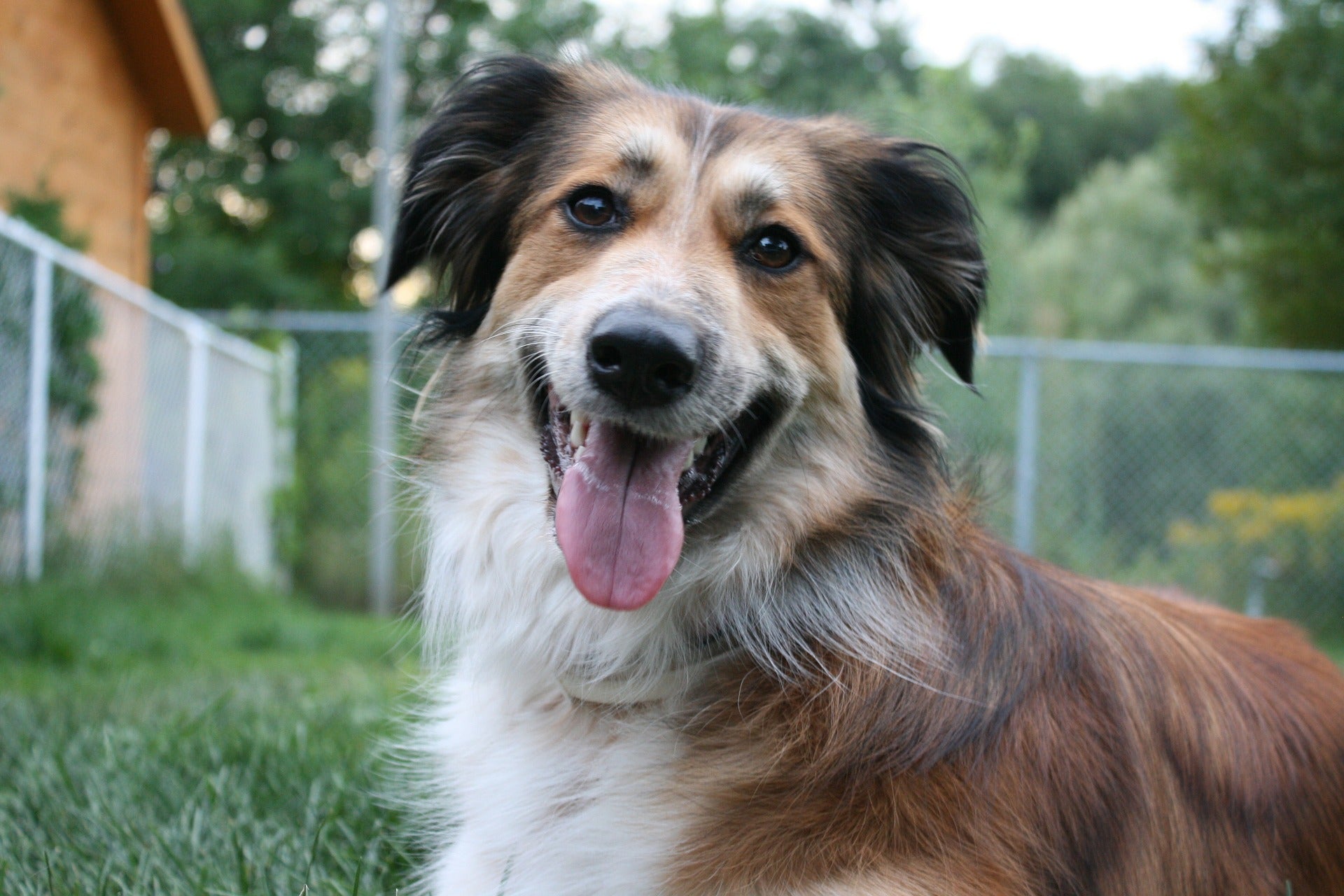 Aussie