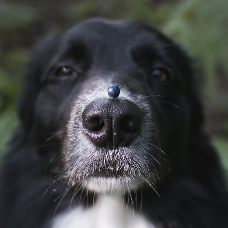 Can Dogs Eat Blueberries?
