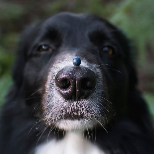 Can Dogs Eat Blueberries?