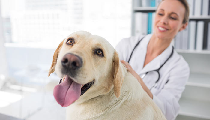 Cannabis for Pets – Benefits and Dangers