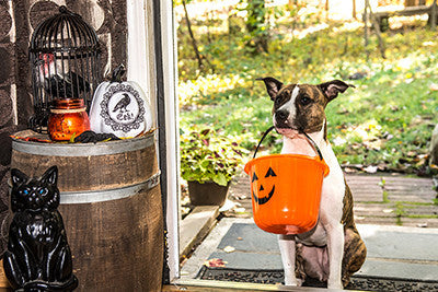 Keep Your Canine Companion Safe this Halloween