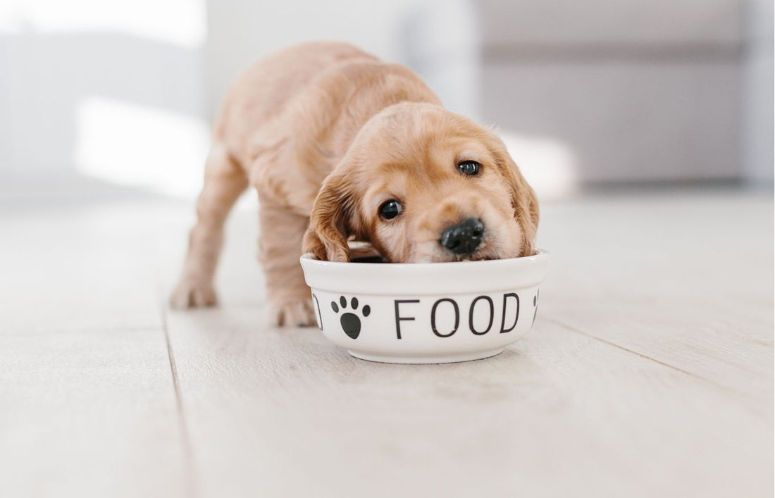 Fresh Grain Free Dog Food: How Do You Choose the Healthiest Option for Your Pup?