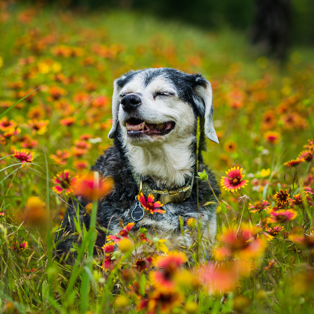 The Best Food for Graying Muzzles