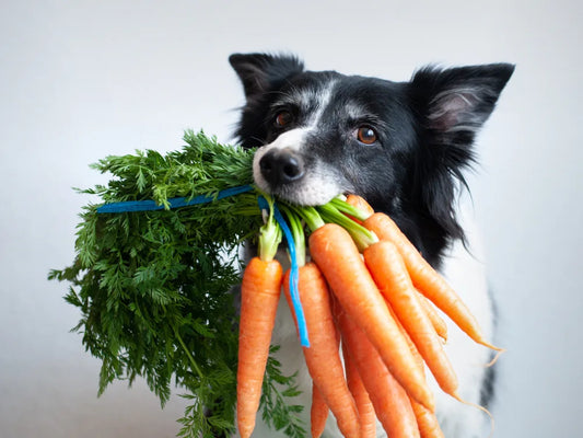 dog eating carrots