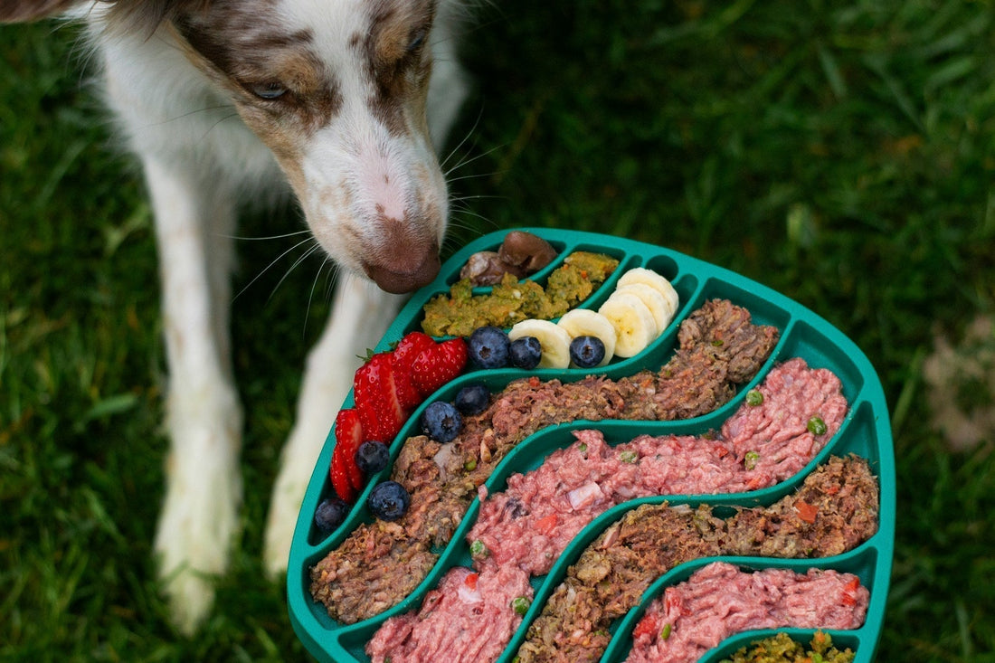 Is Fresh Dog Food Worth It? 7 Health Benefits Your Dog Can't Miss
