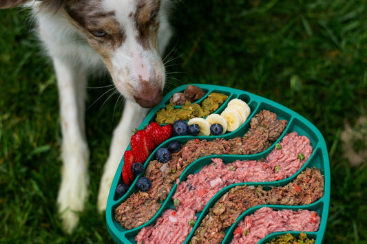 Is Fresh Dog Food Worth It? 7 Health Benefits Your Dog Can't Miss