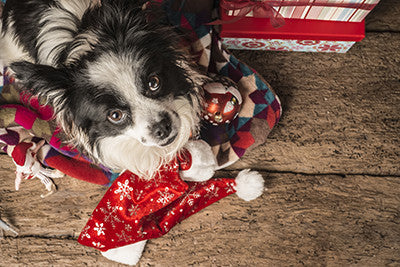 5 Ways to Keep Dogs Happy During the Holidays