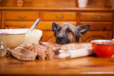 The Benefits of Cooking Meals for Your Dog