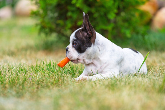 dog eating carrot