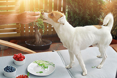 Why Adding Human Food To Your Dog's Diet Is So Important