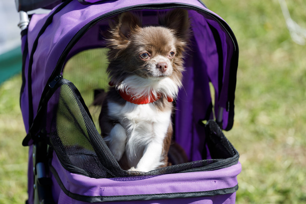 Do Dogs Ever Belong in Strollers?