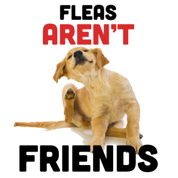 fleas aren't friends