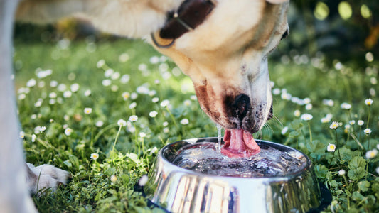 Dog drinking water outdoors on a warm summer day while staying cool and hydrated