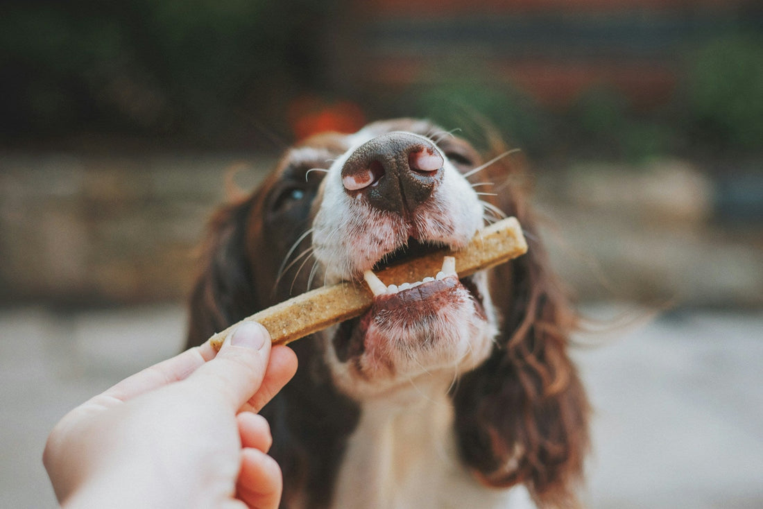 The Complete Guide to Organic Dog Treats: Why Quality Matters for Pet Health
