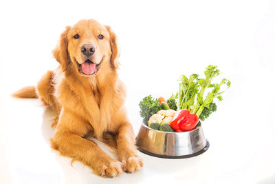 Is a Raw Food Diet Right for Your Dog?