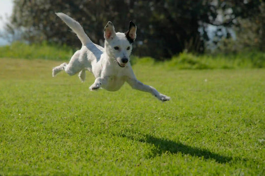 Fresh Dog Food vs Dry Food (Kibble): Which Option Is Best for Your Dog?