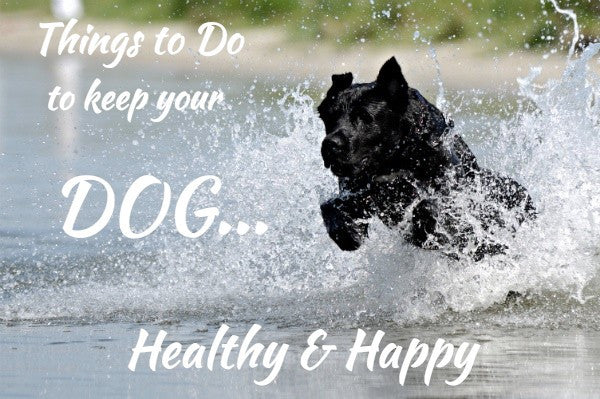 How to Keep Your Dog Healthy & Happy