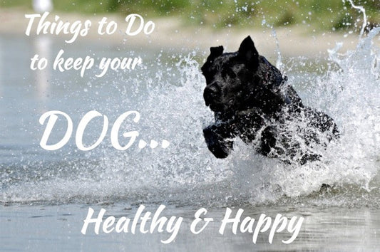 How to Keep Your Dog Healthy & Happy