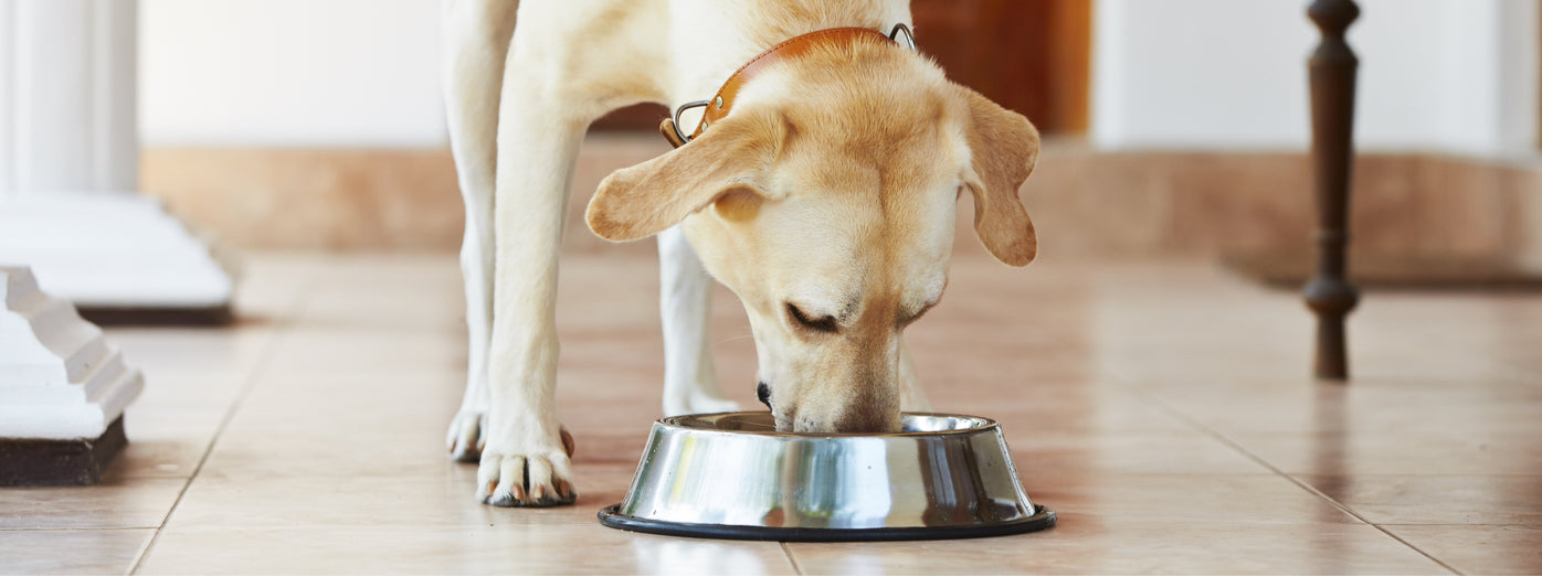 Happy Dog Bottomless Bowl