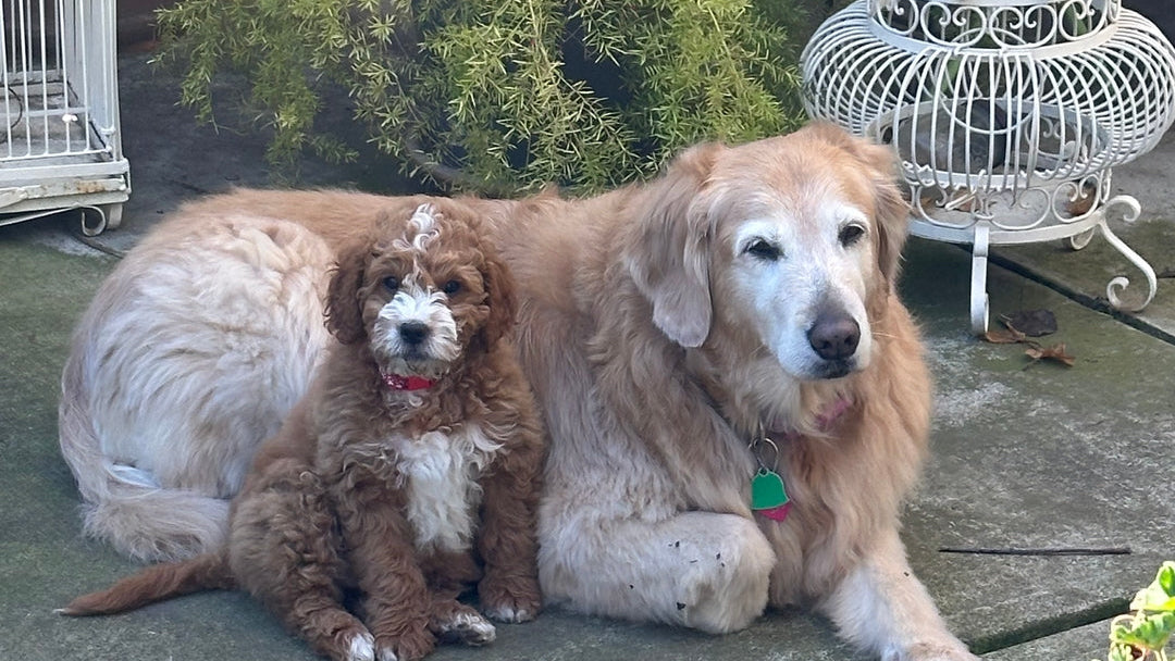 Multiple dogs thriving on Happy Dog Food homemade dog food