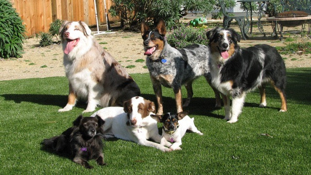 Happy Dog Food family dogs living a healthy active life