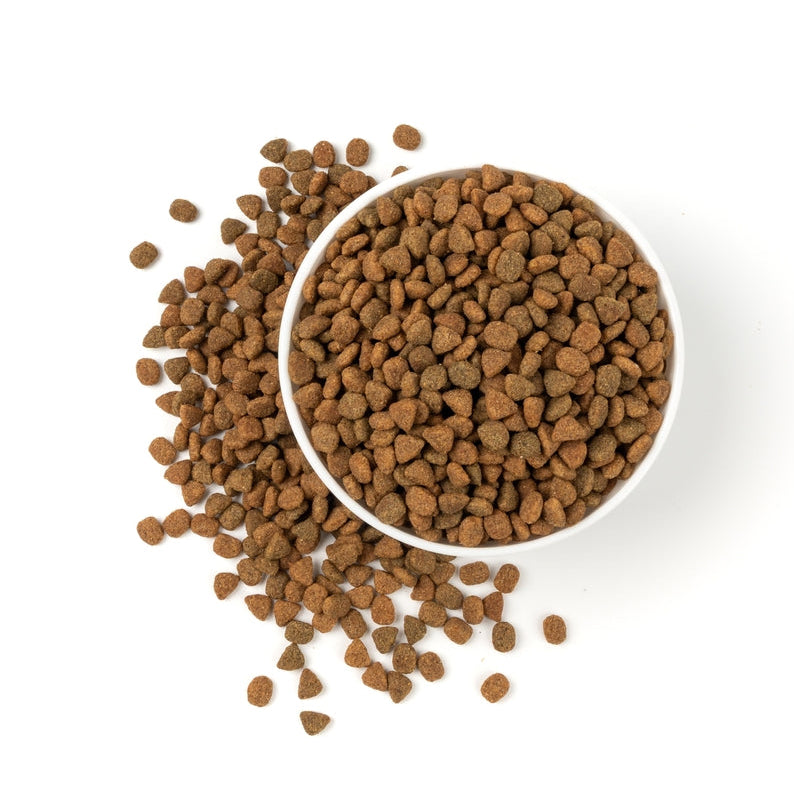 Dry kibble dog food in a bowl