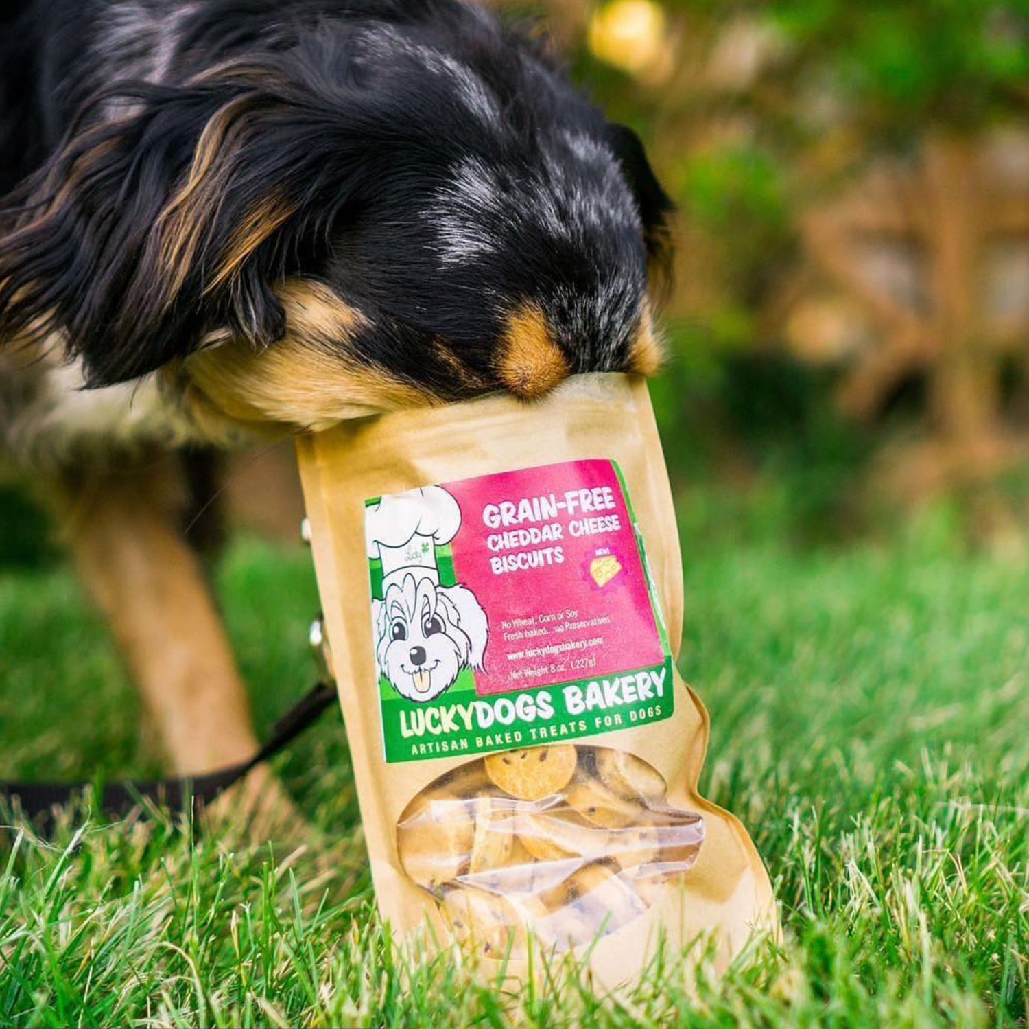 Organic dog treats made with real, simple ingredients for healthy dogs
