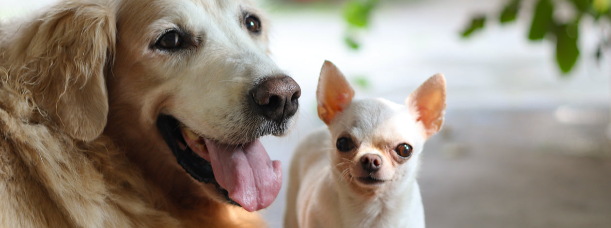 Happy Dog big and small dogs