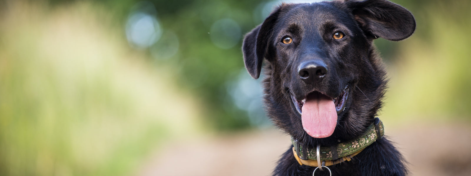 Happy Dog, Homemade Food for Dogs